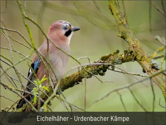 Eichelhäher - Urdenbacher Kämpe