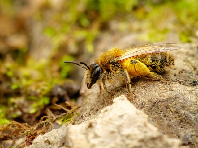 Frühe Sandbiene - Rotthäuser Bachtal