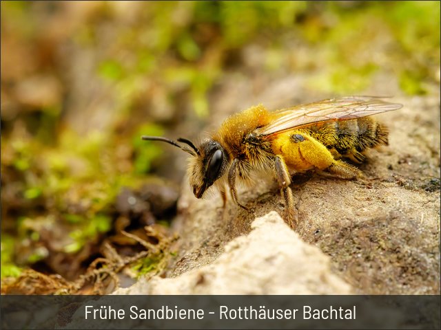 Frühe Sandbiene - Rotthäuser Bachtal