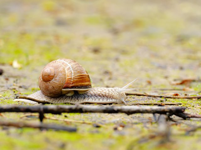 Weinbergschnecke - Rotthäuser Bachtal