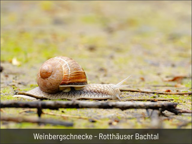 Weinbergschnecke - Rotthäuser Bachtal