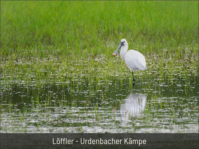 Löffler - Urdenbacher Kämpe