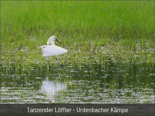 Tanzender Löffler - Urdenbacher Kämpe