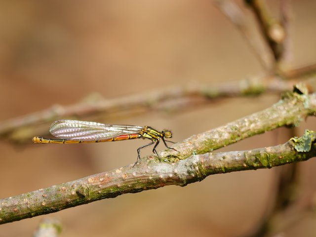 Frühe Adonislibelle - Rolvennen