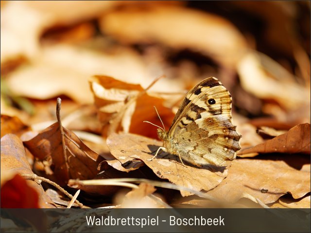 Waldbrettspiel - Boschbeek