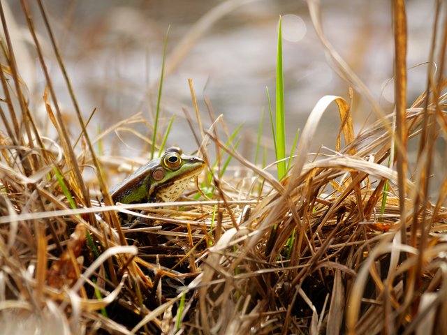 Wasserfrosch - Rolvennen