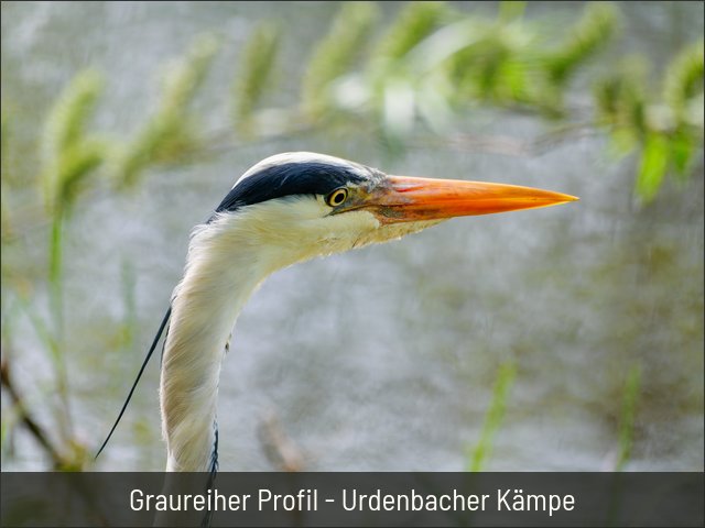 Graureiher Profil - Urdenbacher Kämpe