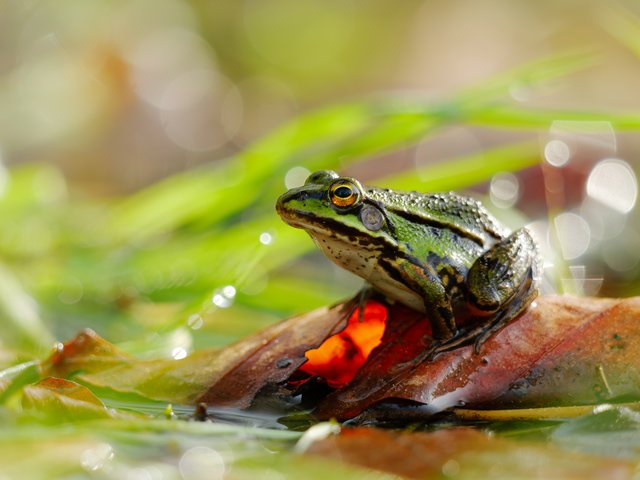 Wasserfrosch - Esven