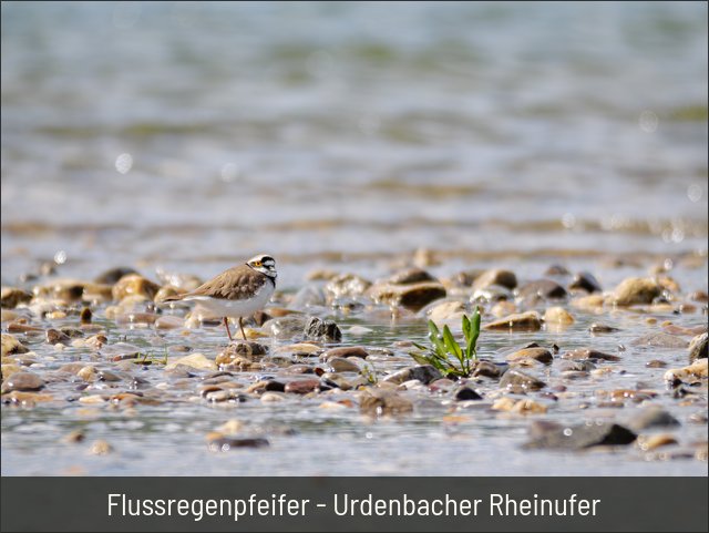 Flussregenpfeifer - Urdenbacher Rheinufer