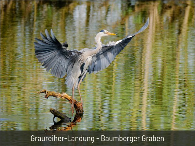 Graureiher-Landung - Baumberger Graben