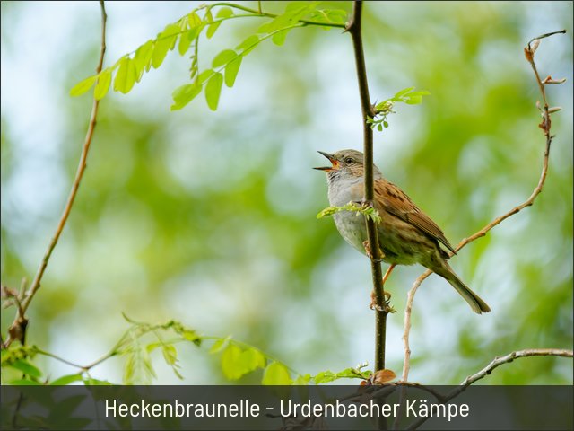 Heckenbraunelle - Urdenbacher Kämpe