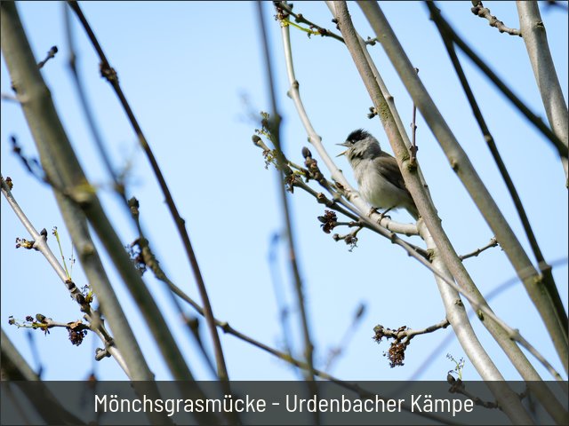 Mönchsgrasmücke - Urdenbacher Kämpe