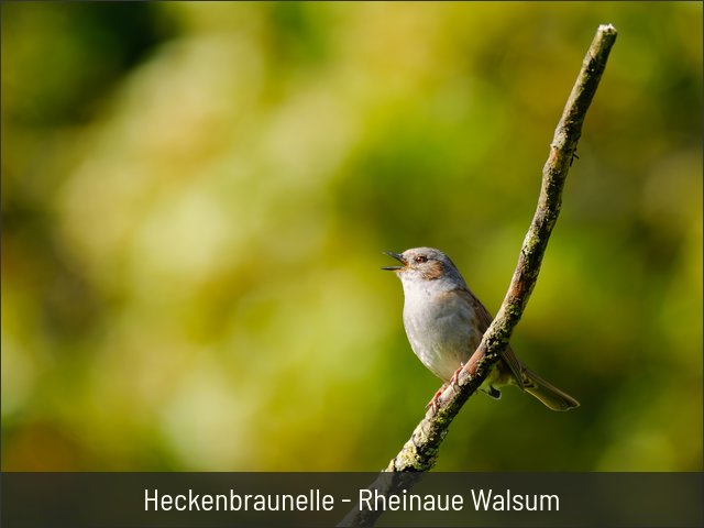 Heckenbraunelle - Rheinaue Walsum