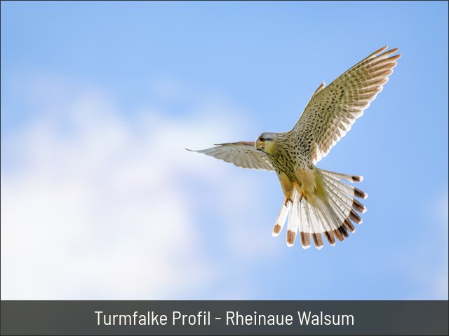 Turmfalke Profil - Rheinaue Walsum