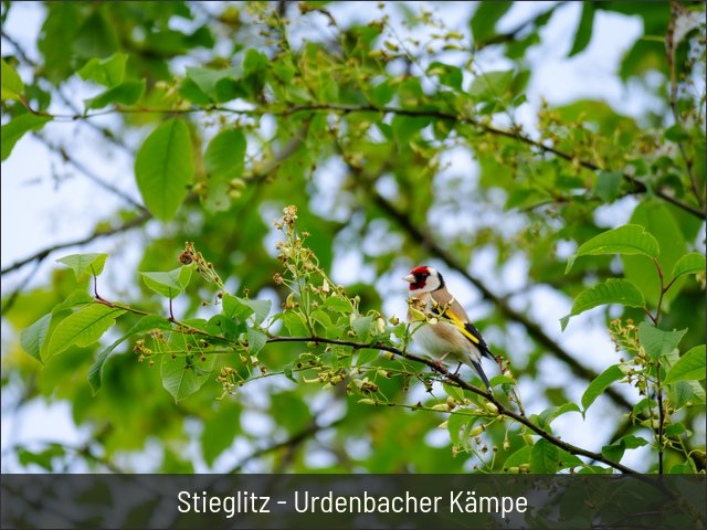 Stieglitz - Urdenbacher Kämpe