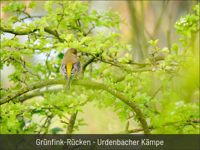 Grünfink-Rücken - Urdenbacher Kämpe