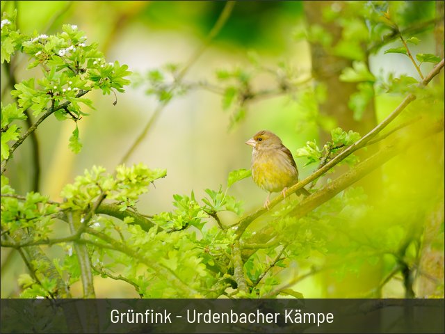 Grünfink - Urdenbacher Kämpe