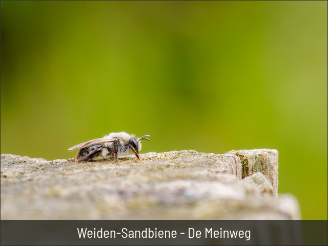 Weiden-Sandbiene - De Meinweg