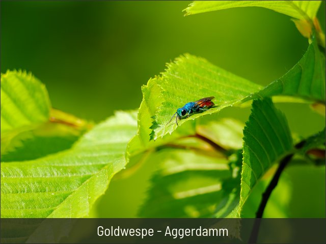 Goldwespe - Aggerdamm