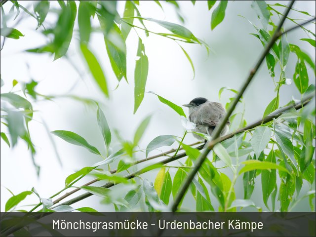 Mönchsgrasmücke - Urdenbacher Kämpe