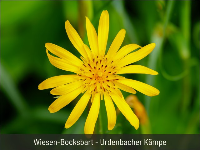 Wiesen-Bocksbart - Urdenbacher Kämpe