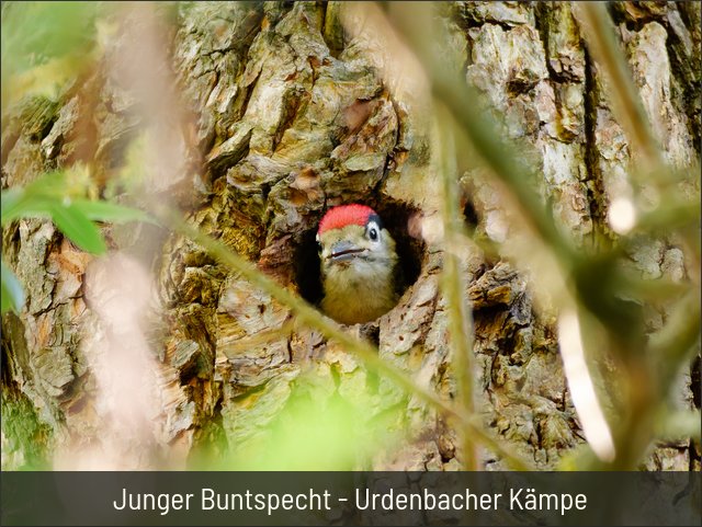 Junger Buntspecht - Urdenbacher Kämpe