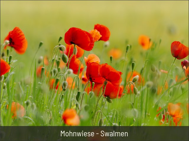 Mohnwiese - Swalmen
