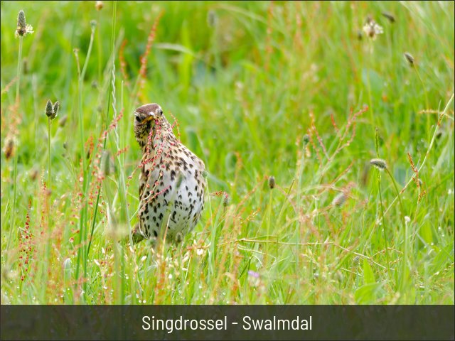 Singdrossel - Swalmdal