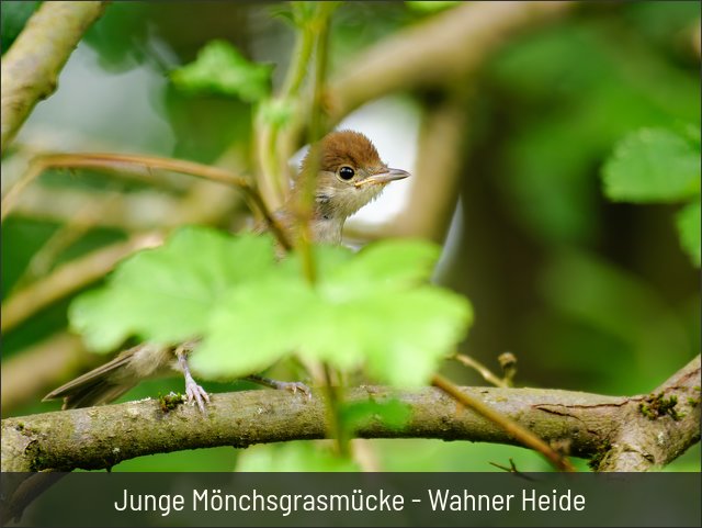 Junge Mönchsgrasmücke - Wahner Heide