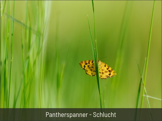 Pantherspanner - Schlucht