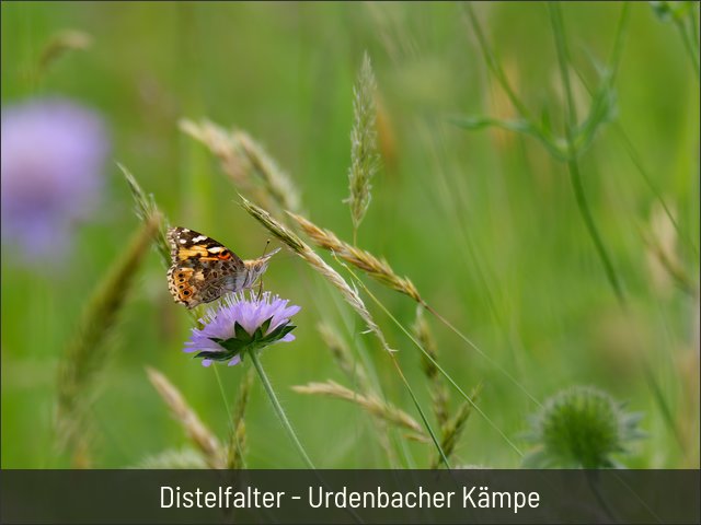 Distelfalter - Urdenbacher Kämpe