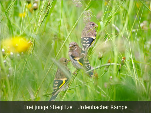 Drei junge Stieglitze - Urdenbacher Kämpe