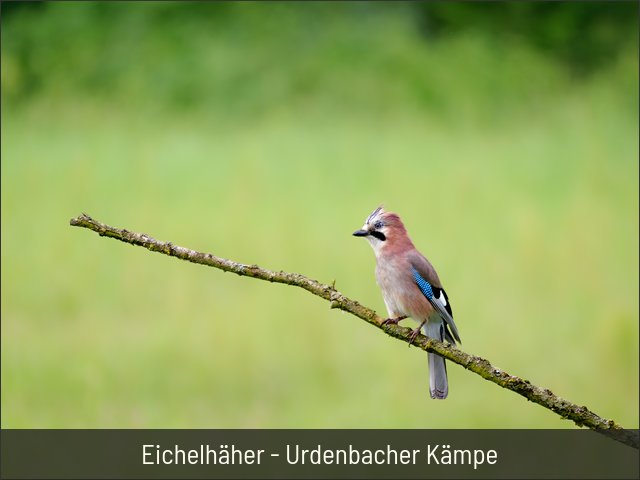 Eichelhäher - Urdenbacher Kämpe