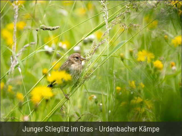 Junger Stieglitz im Gras - Urdenbacher Kämpe