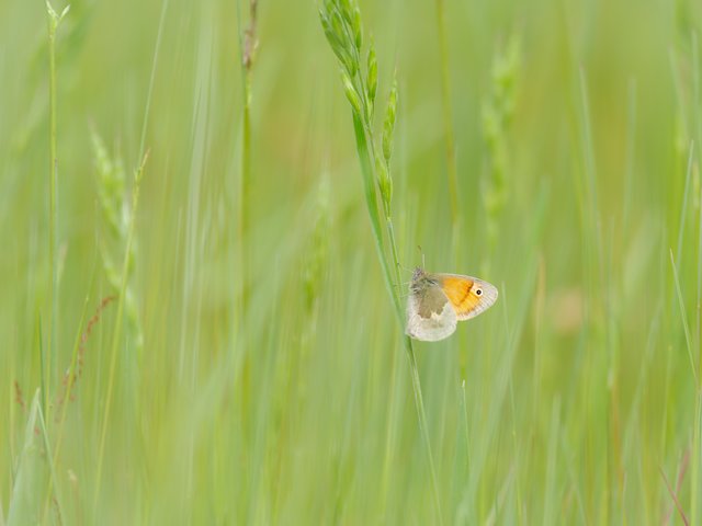 Kleines Wiesenvögelchen - De Hamert