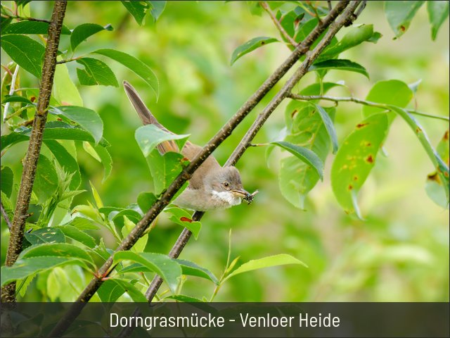 Dorngrasmücke - Venloer Heide