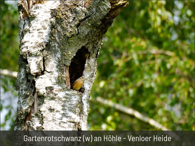 Gartenrotschwanz (w) an Höhle - Venloer Heide