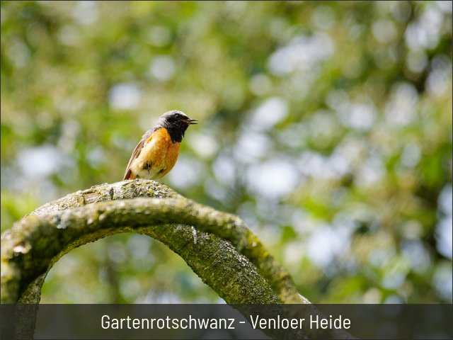 Gartenrotschwanz - Venloer Heide