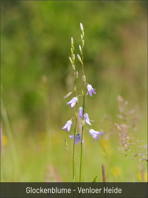 Glockenblume - Venloer Heide