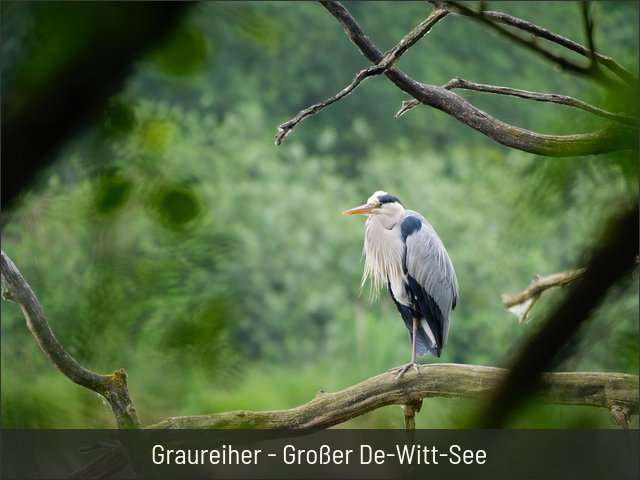 Graureiher - Großer De-Witt-See