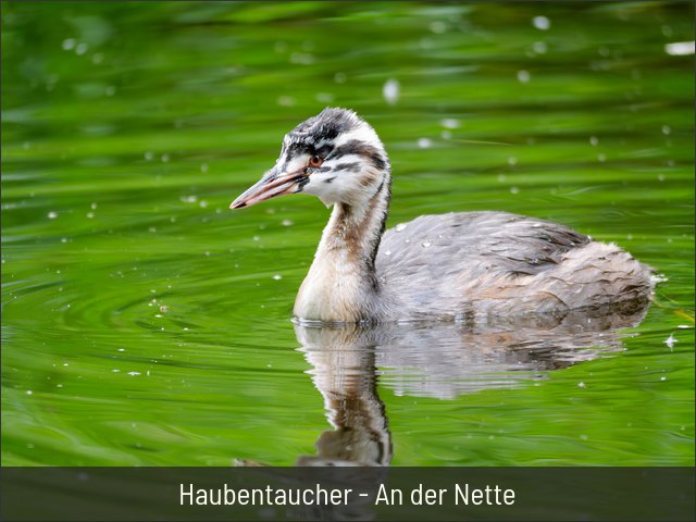 Haubentaucher - An der Nette