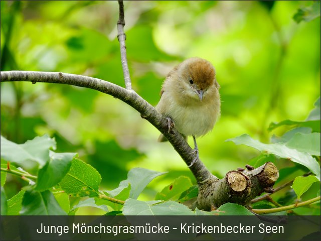 Junge Mönchsgrasmücke - Krickenbecker Seen