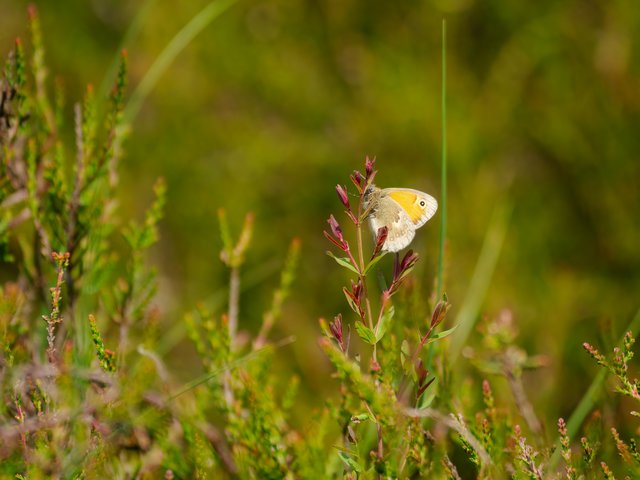 Kleines Wiesenvögelchen - Venloer Heide