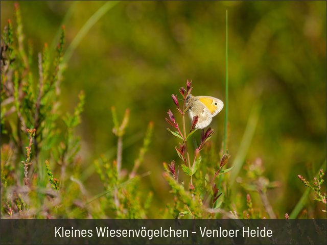 Kleines Wiesenvögelchen - Venloer Heide