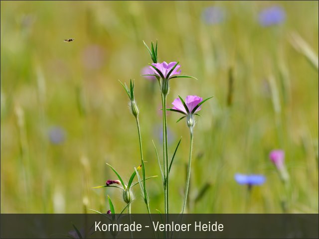 Kornrade - Venloer Heide
