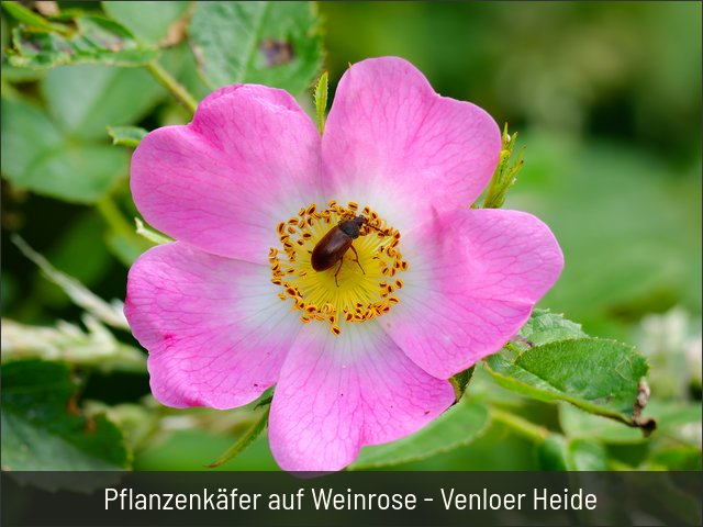Pflanzenkäfer auf Weinrose - Venloer Heide