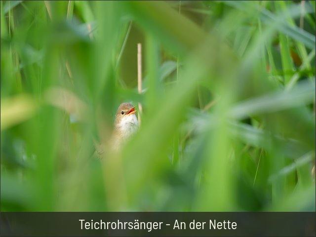 Teichrohrsänger - An der Nette