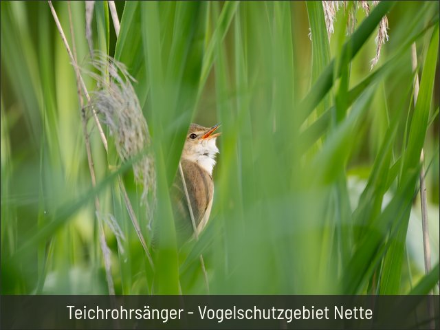 Teichrohrsänger - Vogelschutzgebiet Nette