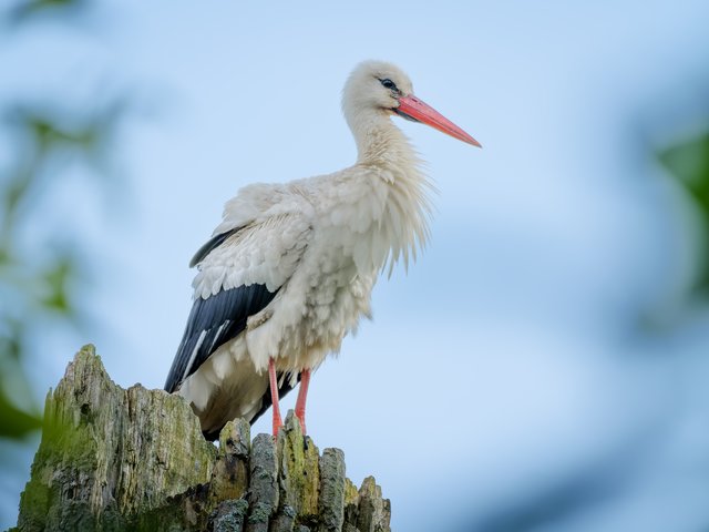 Weißstorch - Urdenbacher Kämpe