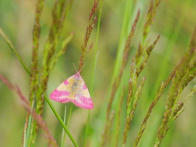 Ampfer-Pupurspanner - Eendenmeer